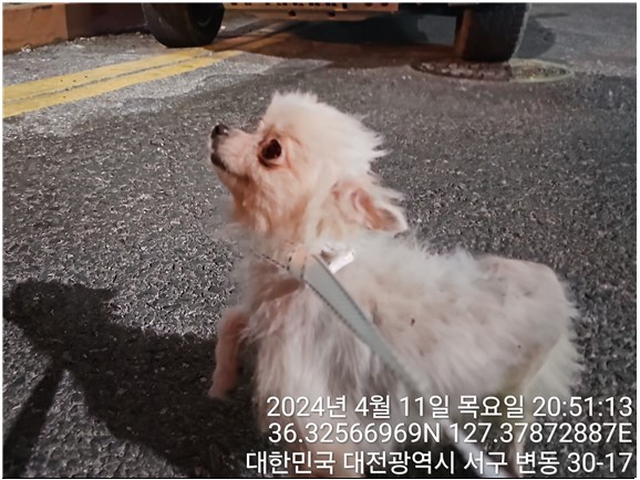 보호중 포메라니안의…